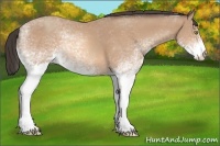Horse Color:White Spotted Amber Champagne 