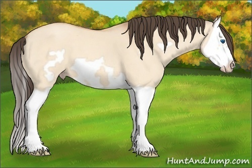 Horse Color:Amber Champagne Dun Splash Frame 