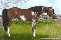 Horse Color:White Spotted Bay 