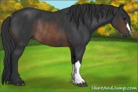 Horse Color:Brown Rabicano 
