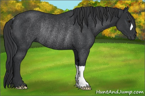 Horse Color: Brown Rabicano 