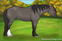 Horse Color:Buckskin Dun