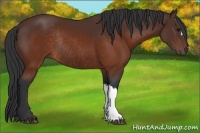 Horse Color:Brown Rabicano