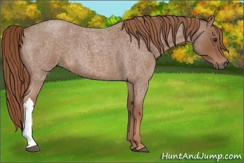 Horse Color:Red Roan