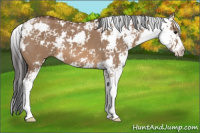 Horse Color:Bay Dun Sabino 