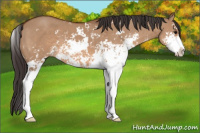 Horse Color:Bay Dun Sabino