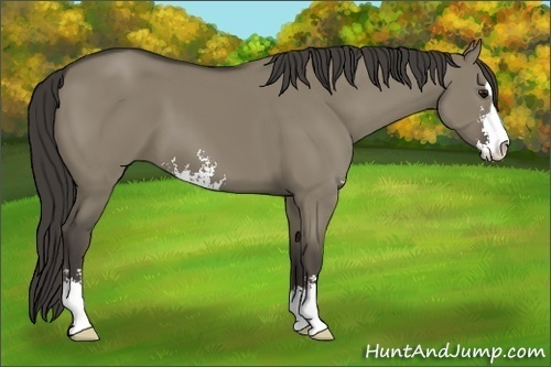 Horse Color: Smoky Grullo Sabino 