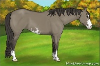 Horse Color:Smoky Grullo Sabino 
