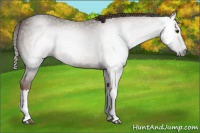 Horse Color:Gray Chestnut 