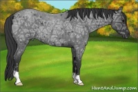 Horse Color:Blue Ice Roan 