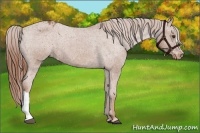 Horse Color:Chestnut Appaloosa 