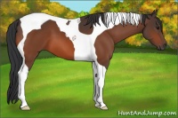 Horse Color:Bay Tobiano 