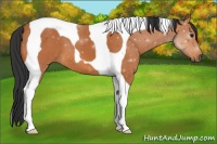Horse Color:Bay Tobiano 