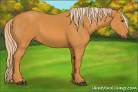 Horse Color:Chocolate Palomino 