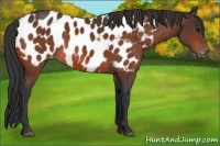 Horse Color:Bay Appaloosa