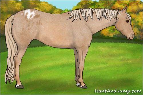 Horse Color: Unknown 