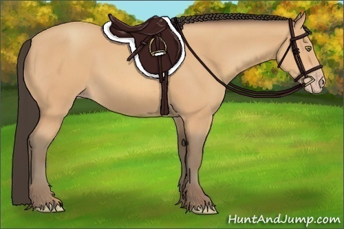 Horse Color:Amber Champagne 