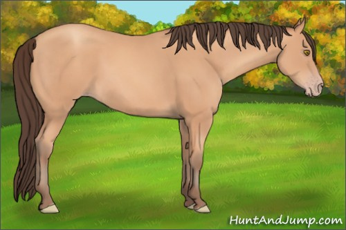 Horse Color: Unknown 
