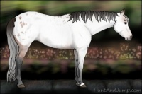 Horse Color:Gray Bay Appaloosa 