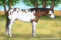 Horse Color:Bay Splash Frame Appaloosa Rabicano