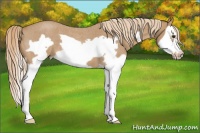 Horse Color:Red Roan Splash Frame 
