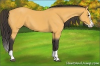 Horse Color:Buckskin Splash 