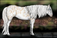 Horse Color:Silver Sable Champagne Dun Splash Frame Appaloosa 