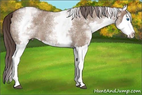 Horse Color:White Spotted Liver Red Dun Roan Splash Rabicano 