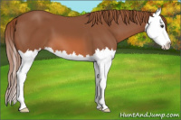 Horse Color:Liver Chestnut Splash 