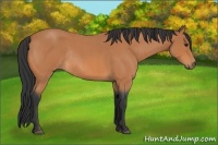 Horse Color:Bay Roan Rabicano 