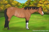 Horse Color:Bay Rabicano 