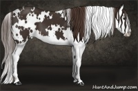 Horse Color:White Spotted Liver Chestnut Splash 