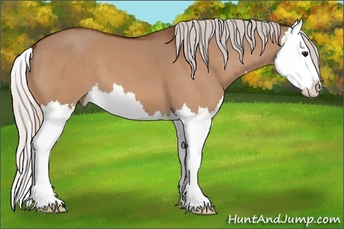 Horse Color:Silver Bay Dun Splash