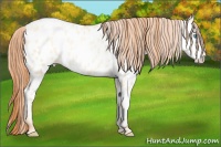 Horse Color:Amber Cream Champagne Roan Pearl Dun Near Leopard 