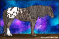 Horse Color:Liver Chestnut Appaloosa 