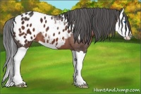 Horse Color:Bay Splash Appaloosa 