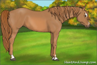 Horse Color:Chestnut Sabino