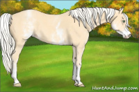 Horse Color:White Spotted Gold Cream Champagne