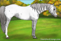 Horse Color:Brown Appaloosa 