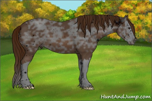 Horse Color: ERROR: UNKNOWN ANOMALY