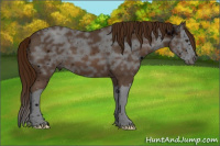 Horse Color:ERROR: UNKNOWN ANOMALY