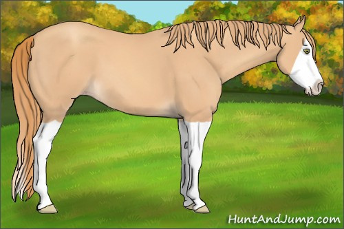 Horse Color: Unknown 