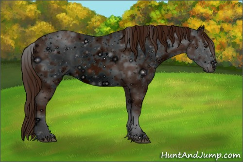 Horse Color: ERROR: UNKNOWN ANOMALY
