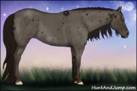 Horse Color:ERROR: UNKNOWN ANOMALY