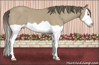 Horse Color:Classic Cream Champagne Splash