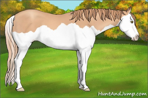 Horse Color: Unknown 