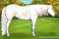 Horse Color:Silver Amber Cream Champagne Ice Dun Splash Tobiano 