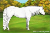 Horse Color:Silver Classic Cream Champagne Ice Pearl Dun Tobiano Near Leopard 