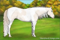 Horse Color:Perlino Ice Tobiano 