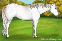 Horse Color:Gray Chestnut Blanket